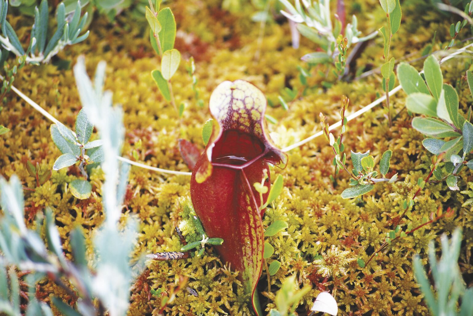 6-19-2021 Chocorua Lake Conservancy-Pitcher plants